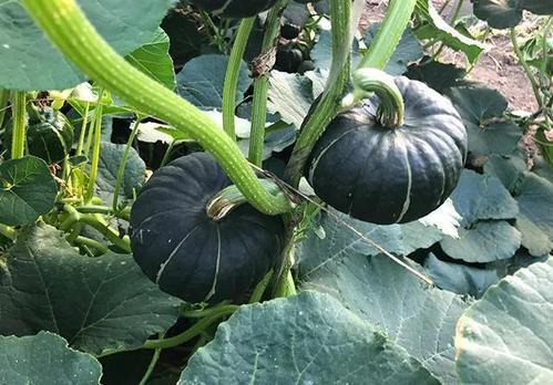 热门吃瓜网红排行榜,揭秘网络红人幕后故事 第1张 热门吃瓜网红排行榜,揭秘网络红人幕后故事 第1张